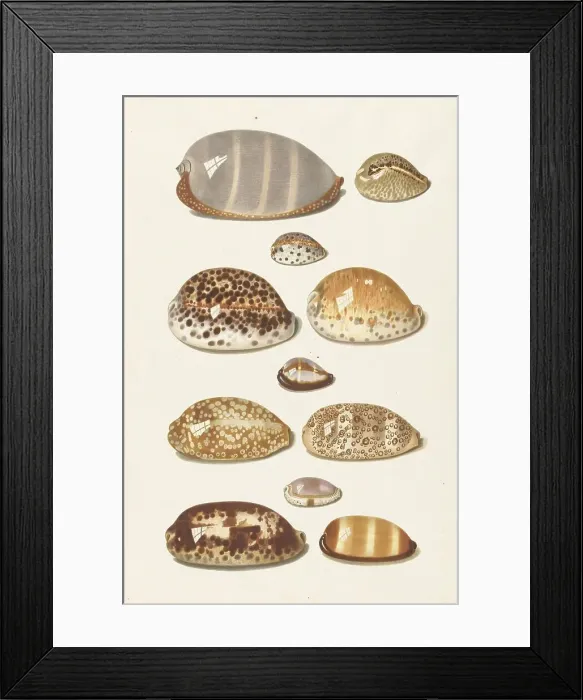 Framed Print : Eleven large and small tropical cowrie shells, 1726-1779. Creator: Johann Gustav Hoch Framed Print : Eleven large and small tropical cowrie shells, 1726-1779. Creator: Johann Gustav Hoch