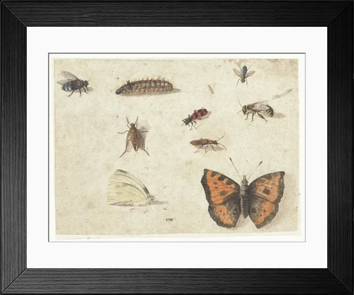 Framed Print : Sheet of Studies of Nine Insects, c.1653-c.1661. Creator: Jan van Kessel