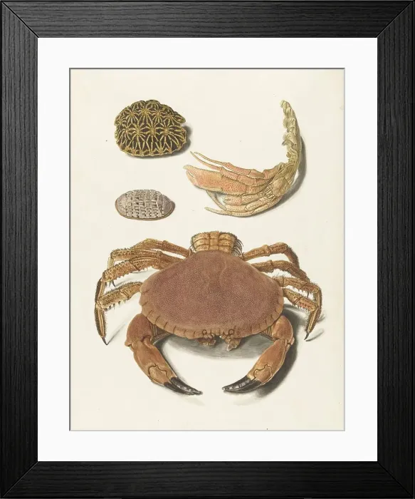 Framed Print : A crab, pincers, and two turtle shells, 1726-1779. Creator: Johann Gustav Hoch Framed Print : A crab, pincers, and two turtle shells, 1726-1779. Creator: Johann Gustav Hoch