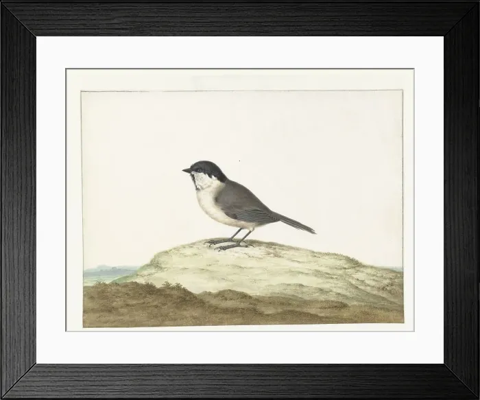 Framed Print : Marsh tit, 1658-1726. Creator: Johannes Bronkhorst Framed Print : Marsh tit, 1658-1726. Creator: Johannes Bronkhorst