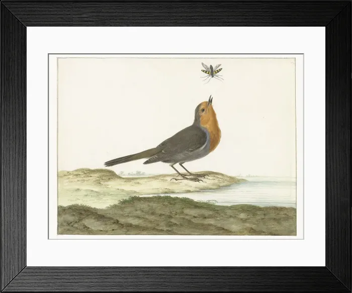 Framed Print : Robin, 1658-1726. Creator: Johannes Bronkhorst Framed Print : Robin, 1658-1726. Creator: Johannes Bronkhorst