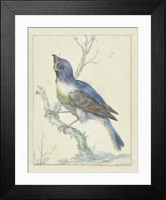 Framed Print : Lazuli Bunting, c.1670-c.1719. Creator: Jan Weenix Framed Print : Lazuli Bunting, c.1670-c.1719. Creator: Jan Weenix