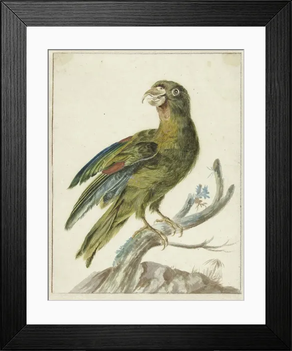 Framed Print : Parakeet, 1670-1719. Creator: Jan Weenix Framed Print : Parakeet, 1670-1719. Creator: Jan Weenix