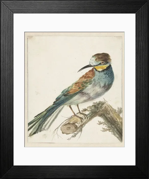 Framed Print : Bee-eater (Merops apiaster), 1650-1719. Creator: Jan Weenix