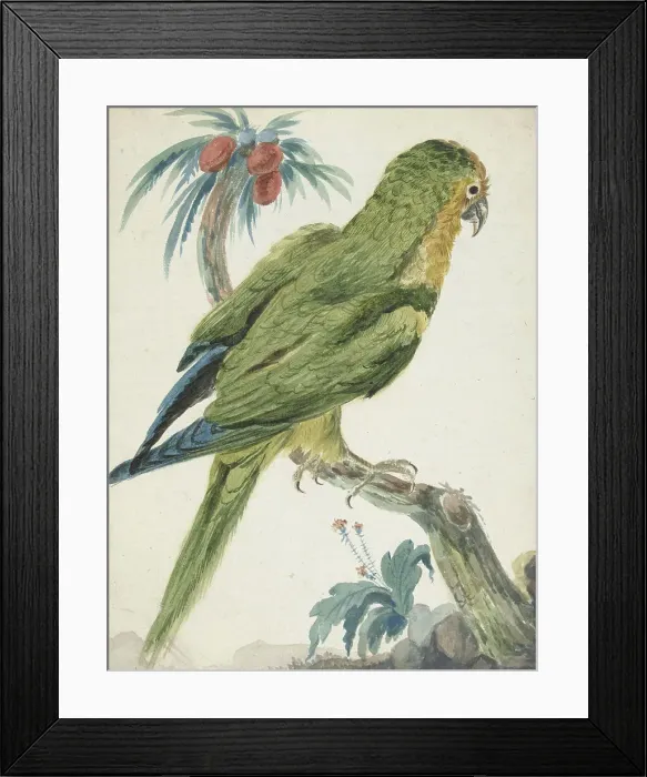 Framed Print : Yellow-fronted parakeet (Bolborhyuchus aurifrons), 1650-1719. Creator: Jan Weenix Framed Print : Yellow-fronted parakeet (Bolborhyuchus aurifrons), 1650-1719. Creator: Jan Weenix