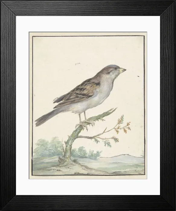 Framed Print : House sparrow, 1650-1719. Creator: Jan Weenix Framed Print : House sparrow, 1650-1719. Creator: Jan Weenix