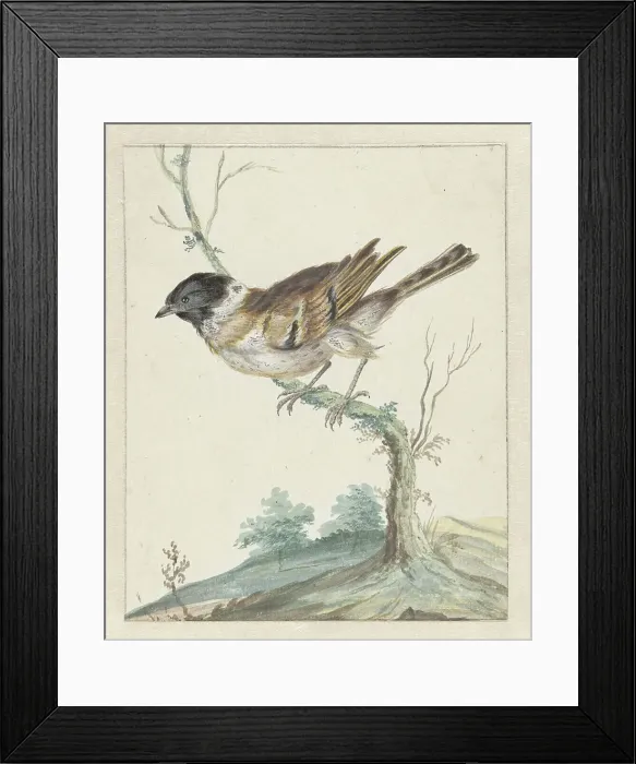 Framed Print : Reed bunting (?), 1650-1719. Creator: Jan Weenix Framed Print : Reed bunting (?), 1650-1719. Creator: Jan Weenix