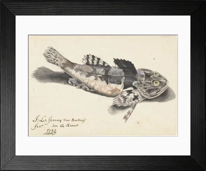 Framed Print : Sea bullhead, 1750. Creator: Johannes le Francq van Berkhey Framed Print : Sea bullhead, 1750. Creator: Johannes le Francq van Berkhey