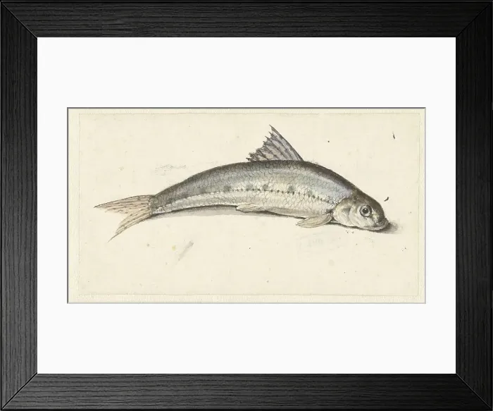 Framed Print : Gudgeon, 1739-1812. Creator: Johannes le Francq van Berkhey