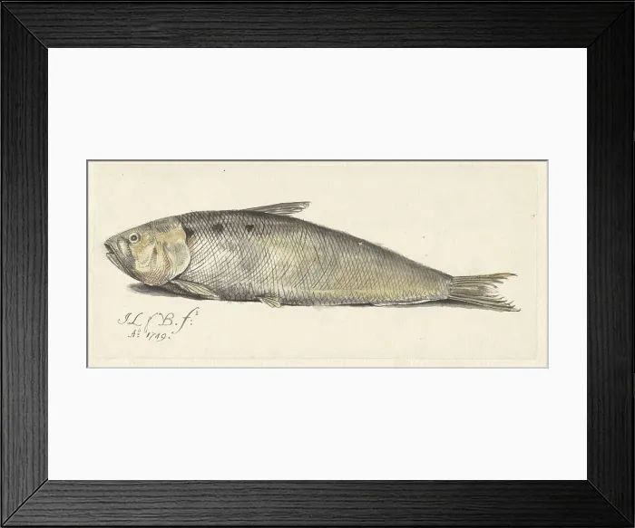 Framed Print : Shad, 1749. Creator: Johannes le Francq van Berkhey Framed Print : Shad, 1749. Creator: Johannes le Francq van Berkhey