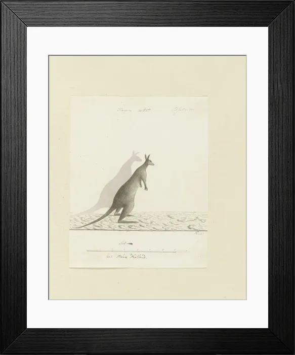 Framed Print : Macropus sp. (Kangaroo), 1788. Creator: John Hunter Framed Print : Macropus sp. (Kangaroo), 1788. Creator: John Hunter