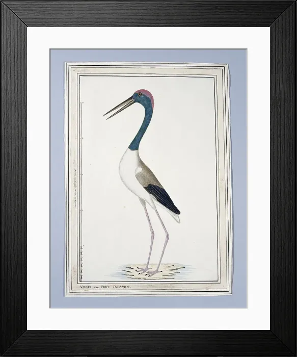 Framed Print : Ephippiorhynchus asiaticus ? (Black-necked stork), 1776-before 1780. Creator: John Hunter Framed Print : Ephippiorhynchus asiaticus ? (Black-necked stork), 1776-before 1780. Creator: John Hunter