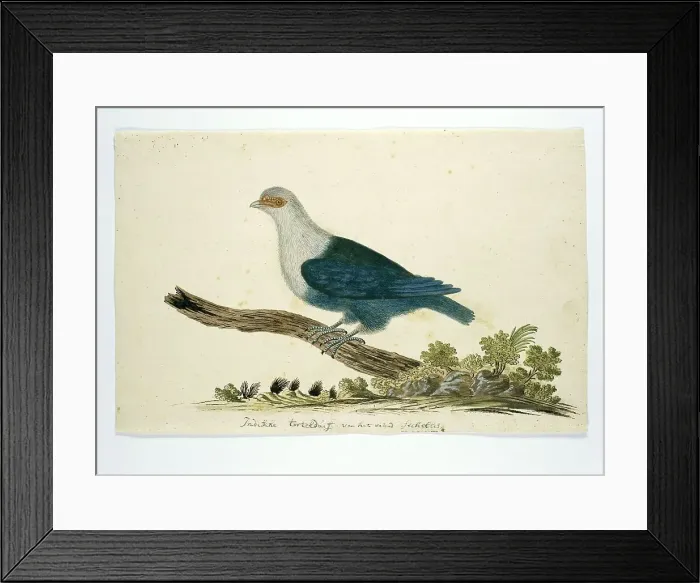 Framed Print : Indian turtle dove from the Seychelles, c.1776-1780. Creator: John Webber Framed Print : Indian turtle dove from the Seychelles, c.1776-1780. Creator: John Webber