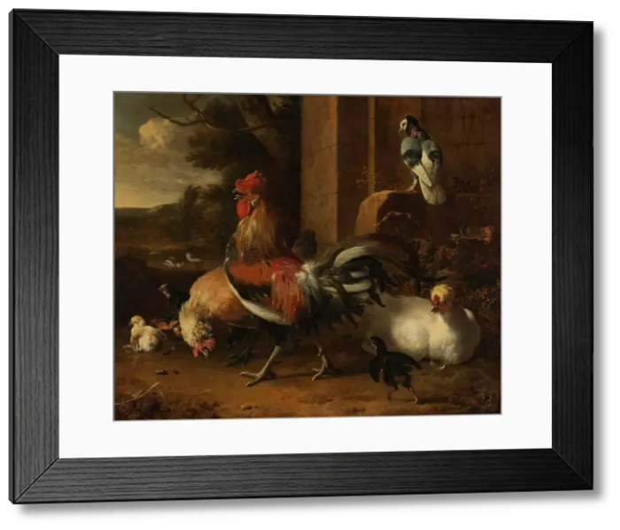 Framed Print : A Poultry Yard, c.1660-c.1665. Creator: Melchior d'Hondecoeter Framed Print : A Poultry Yard, c.1660-c.1665. Creator: Melchior d'Hondecoeter