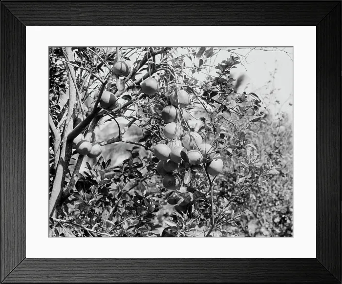 Framed Print : Cluster of grape fruit, between 1900 and 1920. Creator: Unknown Framed Print : Cluster of grape fruit, between 1900 and 1920. Creator: Unknown