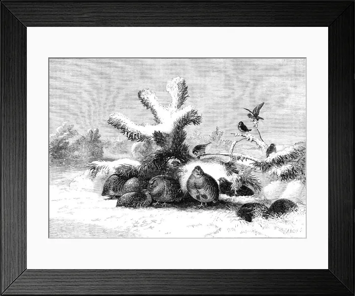 Framed Print : The Covey - painted by J. Wolf - from the Exhibition of the British Institution, 1857. Creator: M. Jackson. The Covey - painted by J. Wolf - from the Exhibition of the British Institution, 1857. Creator: M. Jackson Framed Print : The Covey - painted by J. Wolf - from the Exhibition of the British Institution, 1857. Creator: M. Jackson. The Covey - painted by J. Wolf - from the Exhibition of the British Institution, 1857. Creator: M. Jackson