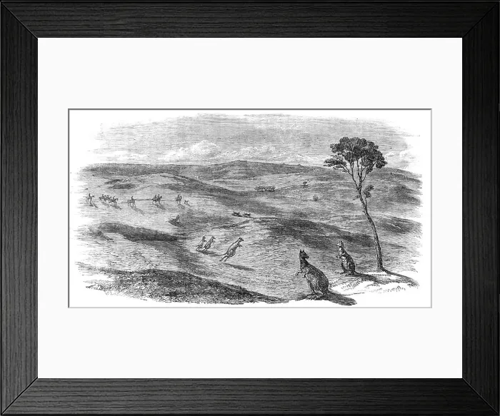 Framed Print : Kangaroo Hunt in Western Australia, 1857. Creator: Unknown Framed Print : Kangaroo Hunt in Western Australia, 1857. Creator: Unknown