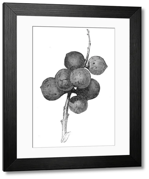 Framed Print : Gall-nuts upon oak trees in Devon, 1857. Creator: Unknown Framed Print : Gall-nuts upon oak trees in Devon, 1857. Creator: Unknown