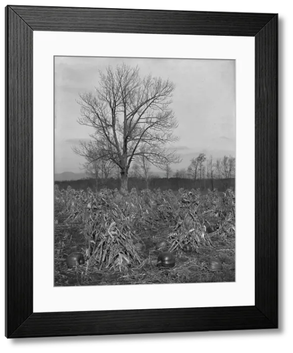 Framed Print : Corn and pumpkins, Berkshire Hills, Mass. c1906. Creator: Unknown Framed Print : Corn and pumpkins, Berkshire Hills, Mass. c1906. Creator: Unknown