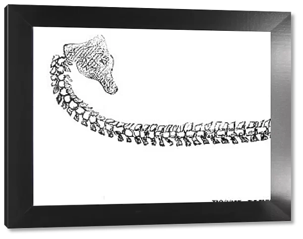Fossil Plesiosaurus recently found at Street, near Glastonbury, 1857. Creator: Unknown