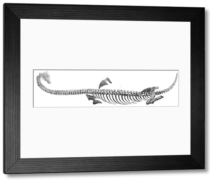 Framed Print : Fossil Plesiosaurus recently found at Street, near Glastonbury, 1857. Creator: Unknown Framed Print : Fossil Plesiosaurus recently found at Street, near Glastonbury, 1857. Creator: Unknown