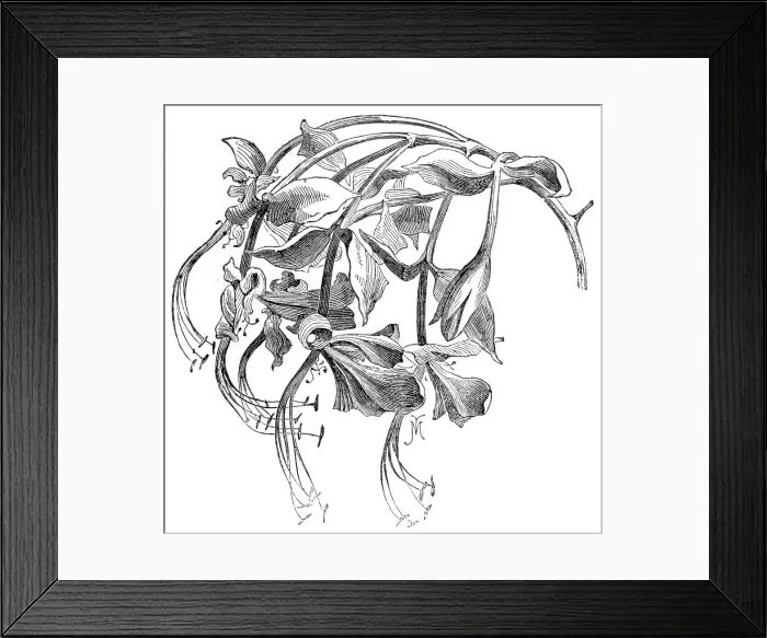 Framed Print : The Amherstia nobilis in flower, 1857. Creator: Unknown Framed Print : The Amherstia nobilis in flower, 1857. Creator: Unknown