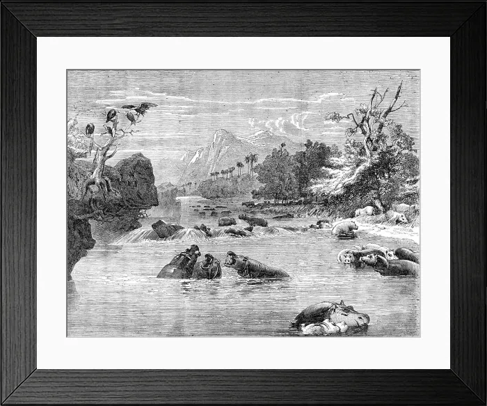 Framed Print : Mr. Gordon Cumming's South African Entertainment - View on the River Limpopo, with a herd of Hippopo Creator: Richard Principal Leitch Framed Print : Mr. Gordon Cumming's South African Entertainment - View on the River Limpopo, with a herd of Hippopo Creator: Richard Principal Leitch