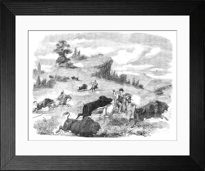 Framed Print : Shooting Buffaloes with Colt's Revolving Pistol, 1857. Creator: Unknown Framed Print : Shooting Buffaloes with Colt's Revolving Pistol, 1857. Creator: Unknown
