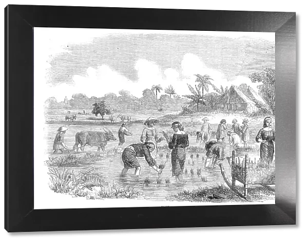 Planting Rice in Manilla, 1857. Creator: Unknown
