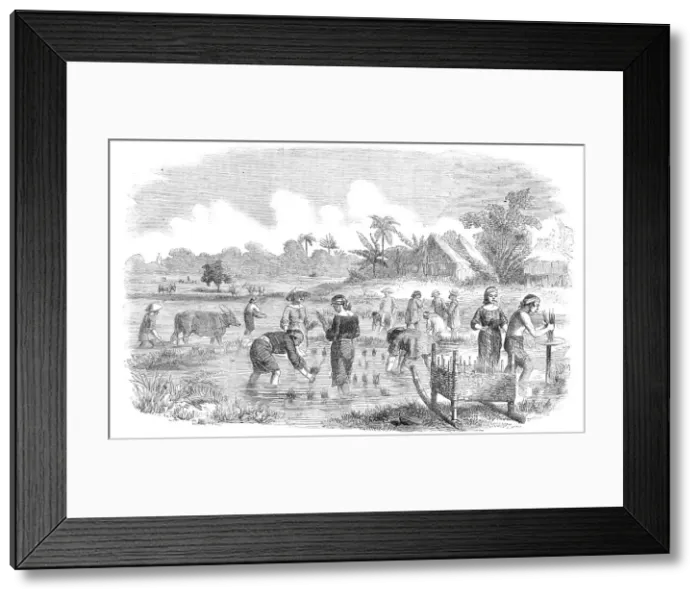 Framed Print : Planting Rice in Manilla, 1857. Creator: Unknown Framed Print : Planting Rice in Manilla, 1857. Creator: Unknown