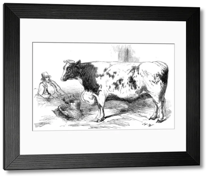 Framed Print : The First Prize Shorthorn Cow, Class 10, No. 89, £25: and Gold and Silver Medals... 1857. Creator: H. W Framed Print : The First Prize Shorthorn Cow, Class 10, No. 89, £25: and Gold and Silver Medals... 1857. Creator: H. W