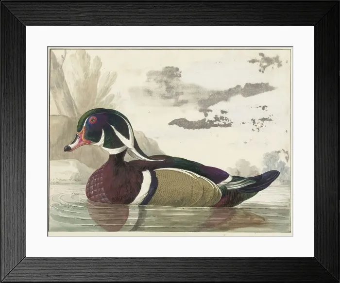 Framed Print : Carolina duck, 1771. Creator: Gerrit van den Heuvel Framed Print : Carolina duck, 1771. Creator: Gerrit van den Heuvel