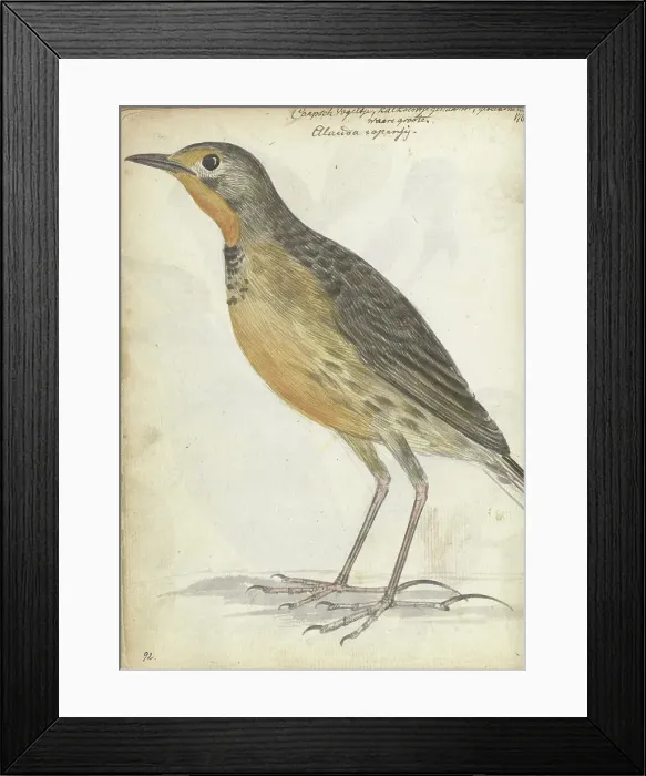 Framed Print : Cape bird, 1786. Creator: Jan Brandes Framed Print : Cape bird, 1786. Creator: Jan Brandes