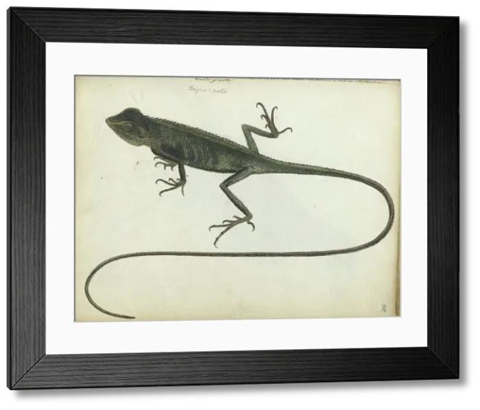 Framed Print : Tree lizard, 1785. Creator: Jan Brandes Framed Print : Tree lizard, 1785. Creator: Jan Brandes