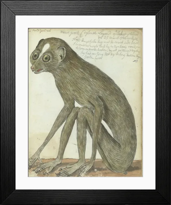 Framed Print : Ceylon sloth, 1786. Creator: Jan Brandes Framed Print : Ceylon sloth, 1786. Creator: Jan Brandes