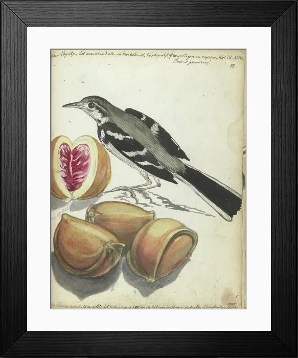 Framed Print : Wagtail with Fruit, 1785. Creator: Jan Brandes Framed Print : Wagtail with Fruit, 1785. Creator: Jan Brandes