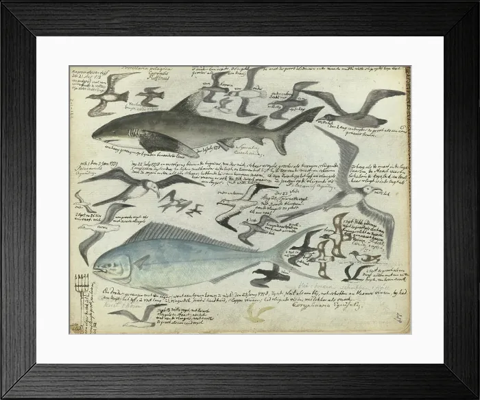 Framed Print : Sea birds and sea fish, 1778-1779. Creator: Jan Brandes Framed Print : Sea birds and sea fish, 1778-1779. Creator: Jan Brandes