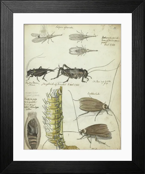 Framed Print : Insects, 1783. Creator: Jan Brandes Framed Print : Insects, 1783. Creator: Jan Brandes