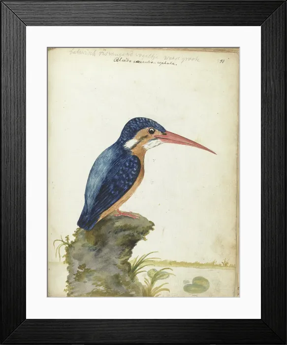 Framed Print : Malachite Kingfisher, 1779-1785. Creator: Jan Brandes Framed Print : Malachite Kingfisher, 1779-1785. Creator: Jan Brandes