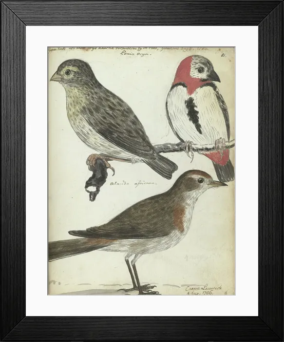 Framed Print : Cape birds, 1786. Creator: Jan Brandes Framed Print : Cape birds, 1786. Creator: Jan Brandes