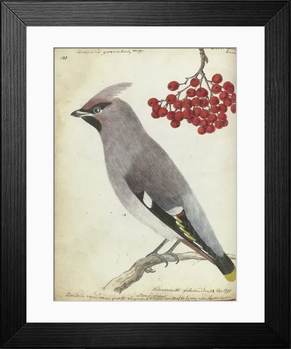 Framed Print : Swedish bird, 1795. Creator: Jan Brandes Framed Print : Swedish bird, 1795. Creator: Jan Brandes