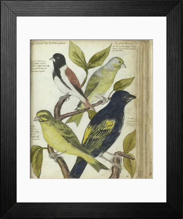 Framed Print : Cape Birds, 1786-1787. Creator: Jan Brandes Framed Print : Cape Birds, 1786-1787. Creator: Jan Brandes