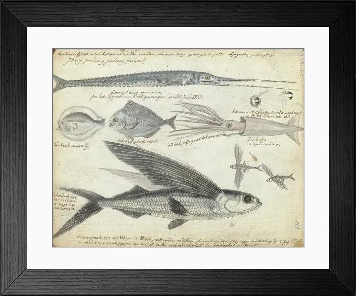 Framed Print : Sea fishing, 1778. Creator: Jan Brandes Framed Print : Sea fishing, 1778. Creator: Jan Brandes