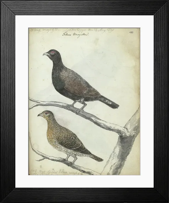 Framed Print : Swedish bird, 1795. Creator: Jan Brandes