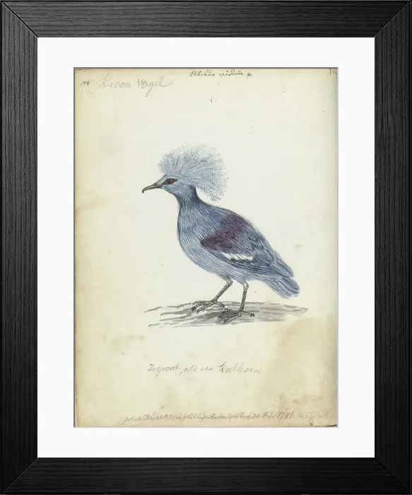 Framed Print : Crowned Pigeon, 1786. Creator: Jan Brandes Framed Print : Crowned Pigeon, 1786. Creator: Jan Brandes