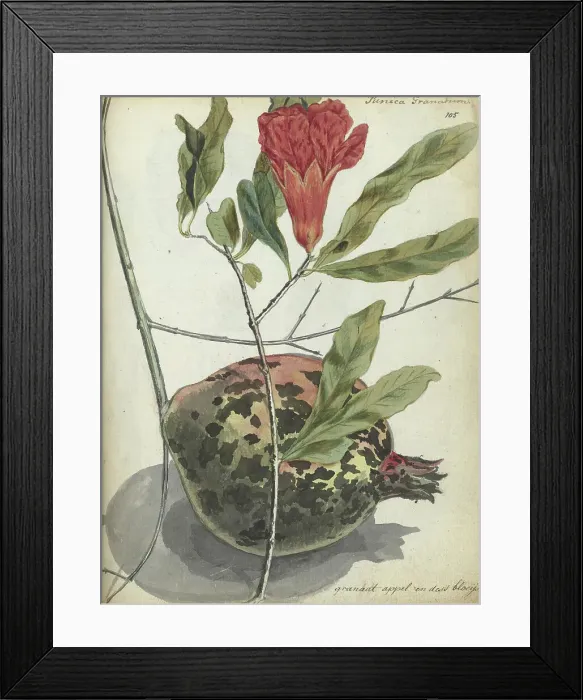 Framed Print : Pomegranate, 1779-1787. Creator: Jan Brandes Framed Print : Pomegranate, 1779-1787. Creator: Jan Brandes