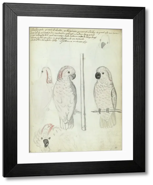 Framed Print : Cockatoo from Ambon, 1784. Creator: Jan Brandes Framed Print : Cockatoo from Ambon, 1784. Creator: Jan Brandes