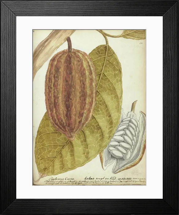 Framed Print : Cacao, 1783. Creator: Jan Brandes Framed Print : Cacao, 1783. Creator: Jan Brandes