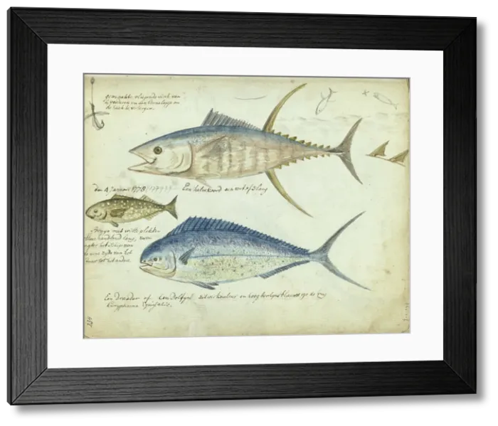 Framed Print : Sea fishing, 1778-1779. Creator: Jan Brandes Framed Print : Sea fishing, 1778-1779. Creator: Jan Brandes