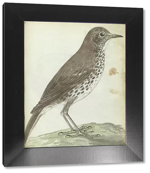 Swedish bird, 1787-1808. Creator: Jan Brandes